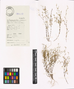 Arenaria serpyllifolia L. subsp. serpyllifolia