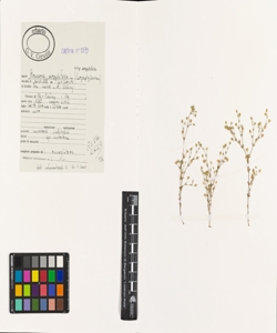 Arenaria serpyllifolia L. subsp. serpyllifolia