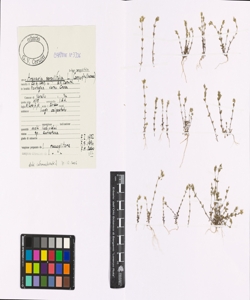 Arenaria serpyllifolia L. subsp. serpyllifolia