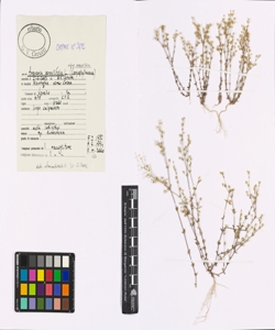 Arenaria serpyllifolia L. subsp. serpyllifolia