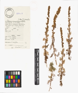 Artemisia chamaemelifolia Vill. subsp. chamaemelifolia