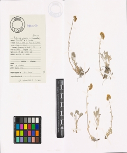 Artemisia glacialis L.