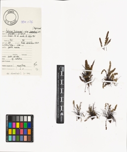 Asplenium trichomanes L. subsp. inexpectans Lovis