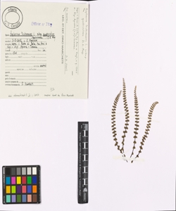 Asplenium trichomanes L. subsp. quadrivalens D.E. Mey.