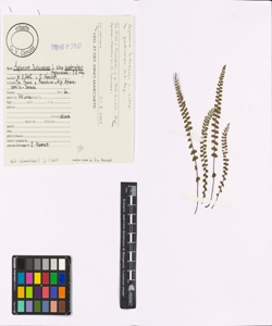 Asplenium trichomanes L. subsp. quadrivalens D.E. Mey.