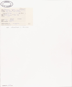 Artemisia vulgaris L.