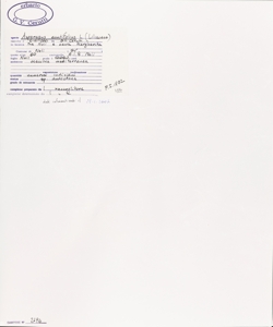 Asparagus acutifolius L.