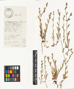 Asperugo procumbens L.