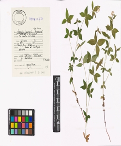 Asperula taurina L. subsp. taurina