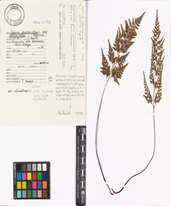 Asplenium adiantum-nigrum L. subsp. adiantum-nigrum