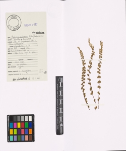 Asplenium adulterinum Milde subsp. adulterinum