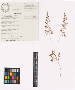 Asplenium cuneifolium Viv. subsp. cuneifolium