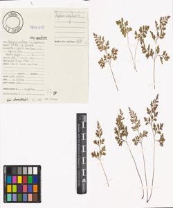 Asplenium cuneifolium Viv. subsp. cuneifolium