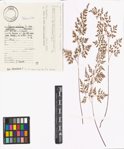 Asplenium cuneifolium Viv. subsp. cuneifolium