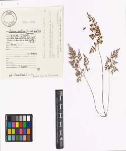 Asplenium cuneifolium Viv. subsp. cuneifolium