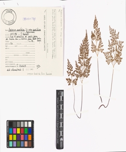 Asplenium cuneifolium Viv. subsp. cuneifolium