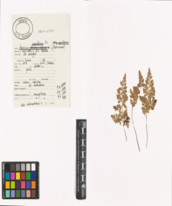 Asplenium cuneifolium Viv. subsp. cuneifolium