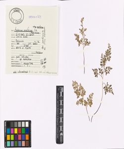 Asplenium cuneifolium Viv. subsp. cuneifolium