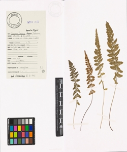 Asplenium foreziense Legrand ex Magnier