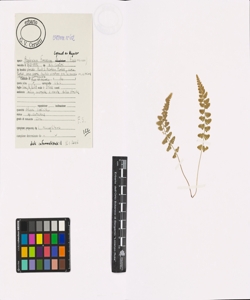 Asplenium foreziense Legrand ex Magnier