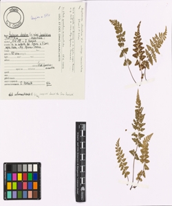 Asplenium obovatum Viv. subsp. lanceolatum (Fiori) P. Silva