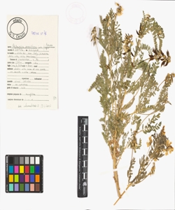 Astragalus penduliflorus Lam.