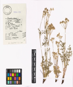 Athamanta cretensis L.