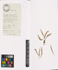 Asplenium viride Huds.