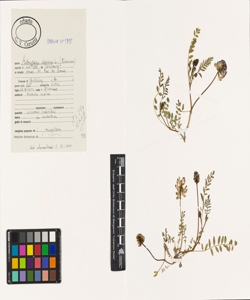 Astragalus alpinus L.