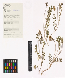 Astragalus australis (L.) Lam.