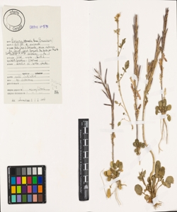 Barbarea intermedia Boreau