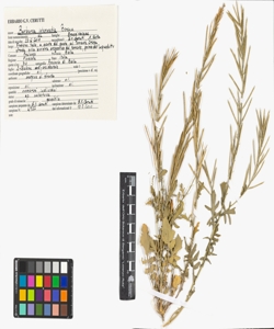 Barbarea intermedia Boreau