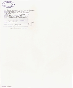 Barlia robertiana (Loisel.) Greuter