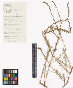 Bassia prostrata (L.) Beck