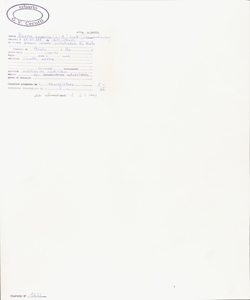 Bassia scoparia (L.) A.J. Scott subsp. scoparia