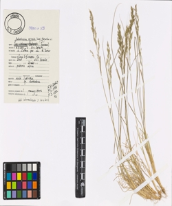 Bellardiochloa variegata (Lam.) Kergu¿len s.l.