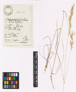 Avenula bromoides (Gouan) H. Scholz