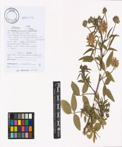 Bituminaria bituminosa (L.) C.H. Stirt.
