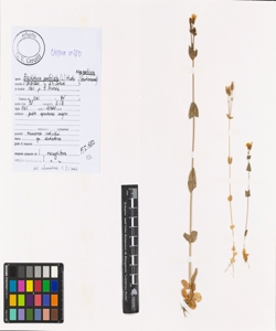 Blackstonia perfoliata (L.) Huds. subsp. perfoliata