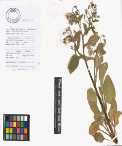 Borago officinalis L.