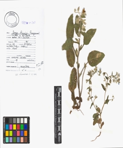 Borago officinalis L.