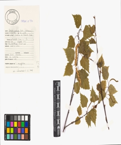 Betula pendula Roth