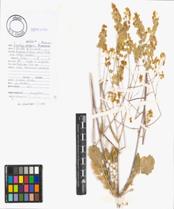 Biscutella maritima Ten.