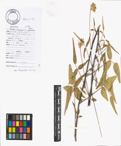 Bituminaria bituminosa (L.) C.H. Stirt.