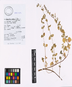 Calamintha nepeta (L.) Savi s.l.