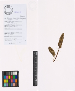 Botrychium lunaria (L.) Sw.