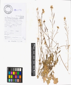Brassica fruticulosa Cirillo subsp. fruticulosa
