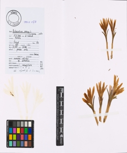 Bulbocodium vernum L.