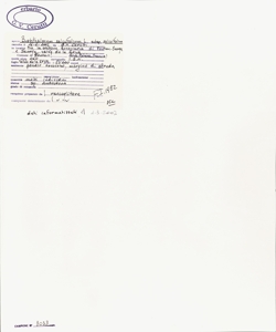 Buphthalmum salicifolium L. subsp. salicifolium