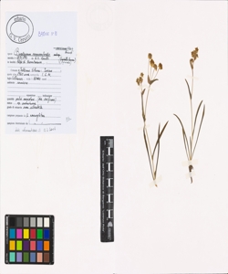 Bupleurum ranunculoides L.